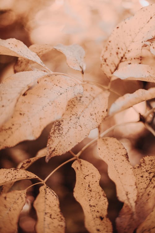 Close-up Photo of Brown Leaves 