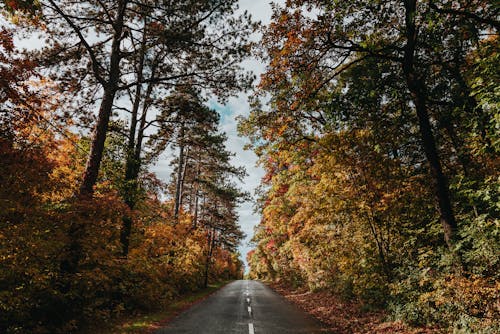 Gray Concrete Road Between Autumn Trees