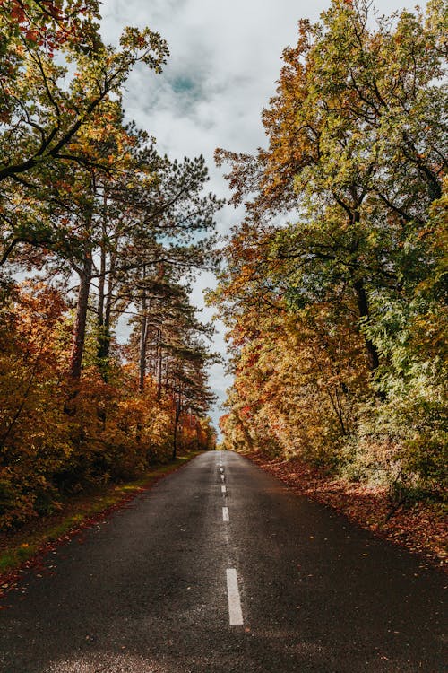 Gray Asphalt Road in Between Trees