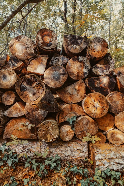 Stacks of Wooden Logs on the Ground