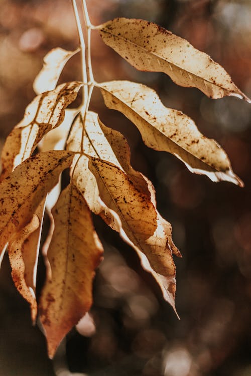 Close-Up Photograph of Brown Leaves