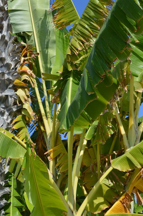 나무, 녹색 잎이 많은, 바나나 공장의 무료 스톡 사진
