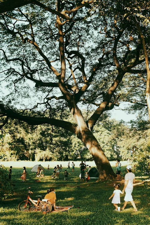 Photograph of People Walking Under a Tree