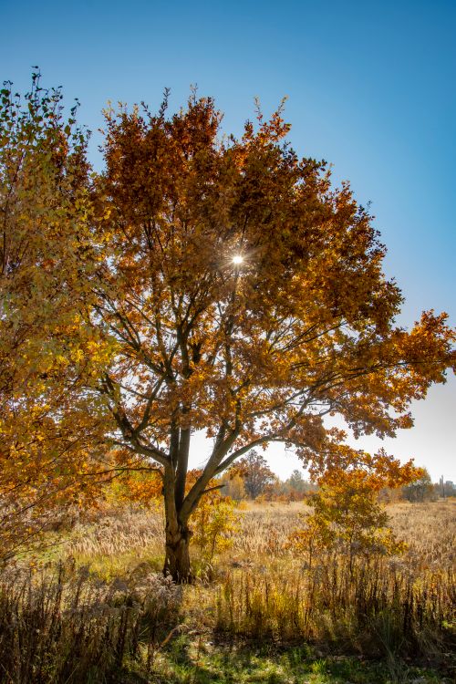Free A majestic autumn tree with golden leaves stands under a clear blue sky, capturing the essence of fall. Stock Photo