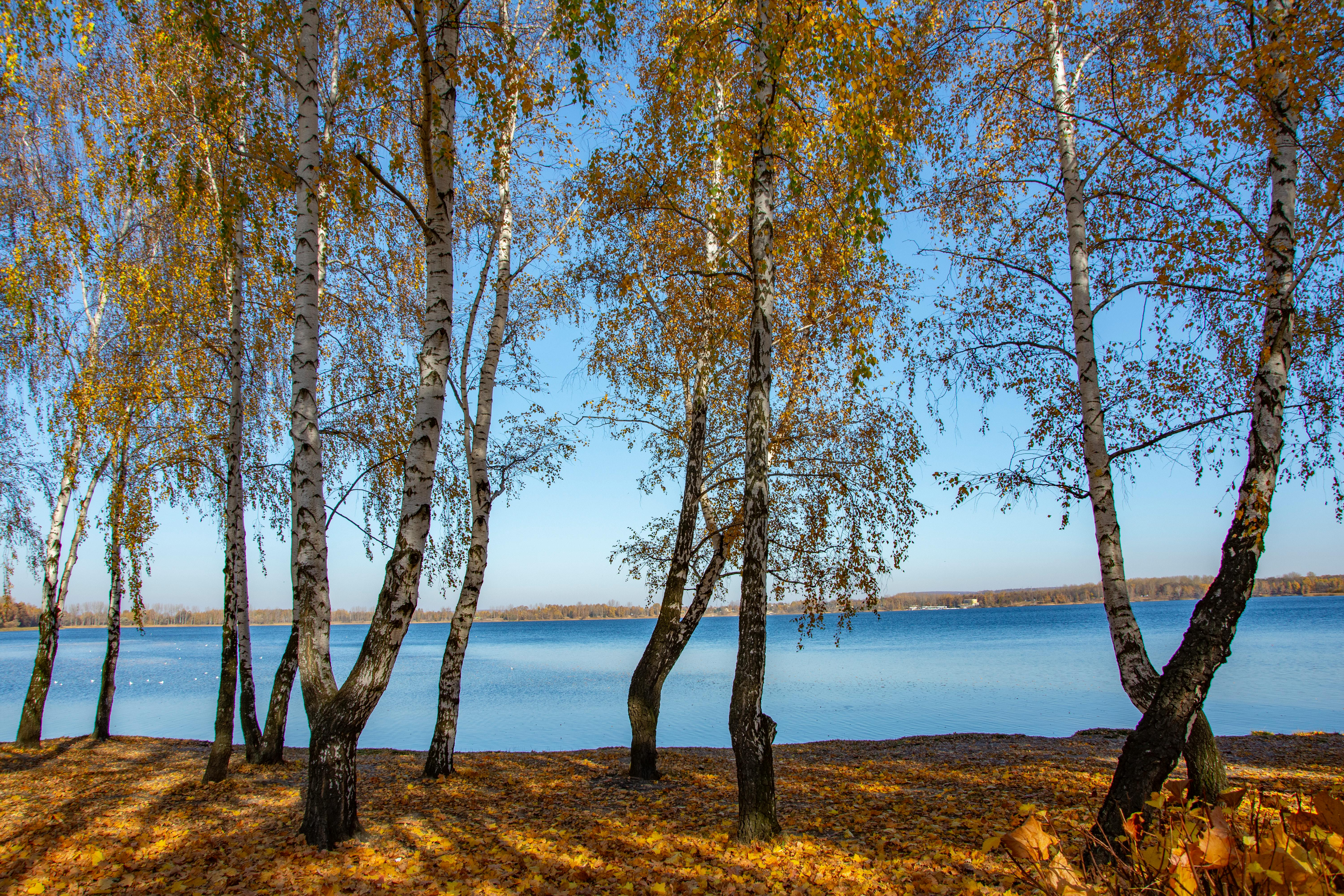 Photograph of Birch Trees Near a Body of Water · Free Stock Photo