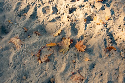 Free Photograph of Dry Maple Leaves on the Sand Stock Photo
