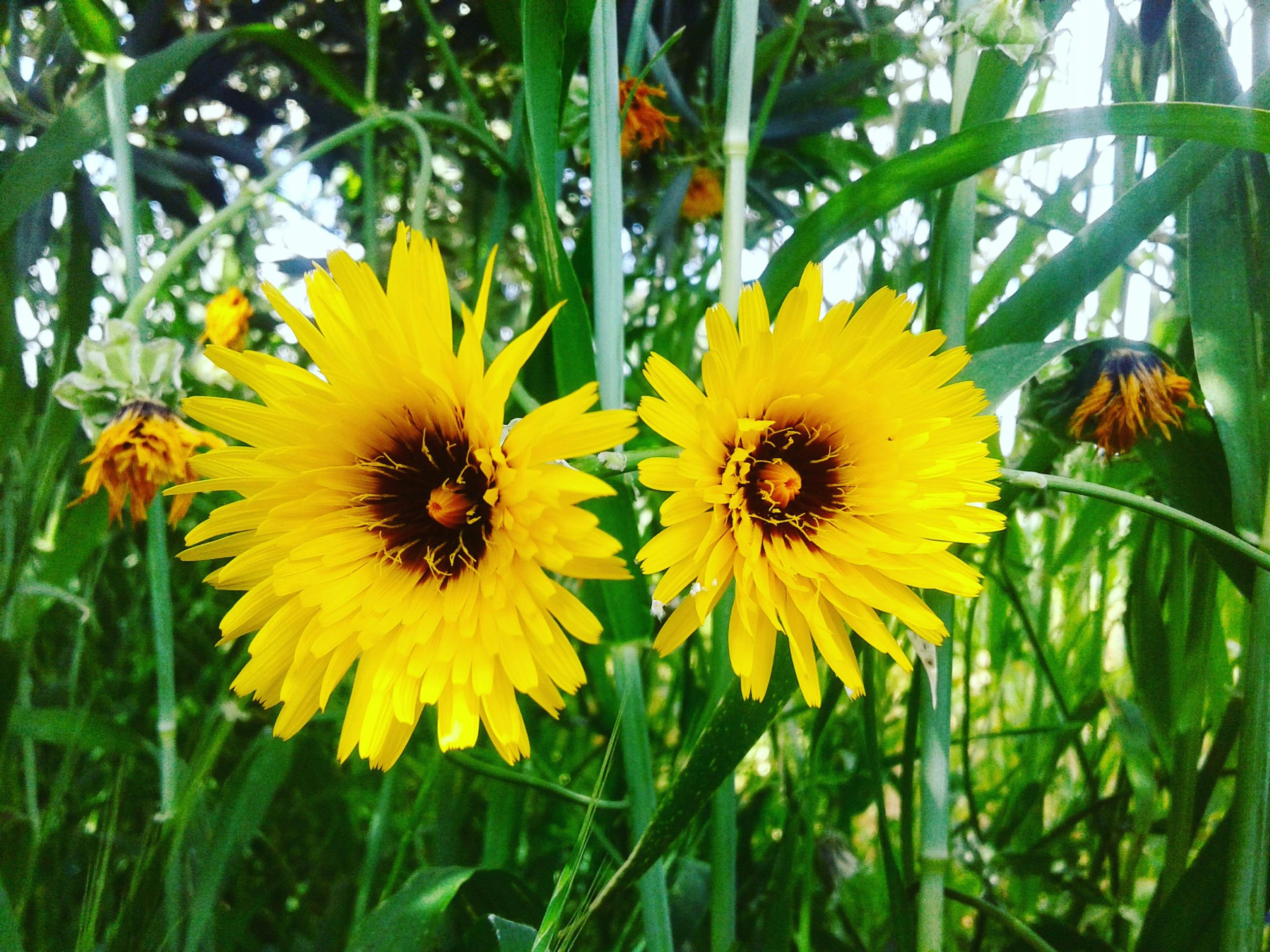 তারা ভরা রাতের আকাশ এবং মরুভূমির ক্যাম্প, একটি শান্তিময় ওভারনাইট সাফারি দুবাই অভিজ্ঞতা তুলে ধরছে।