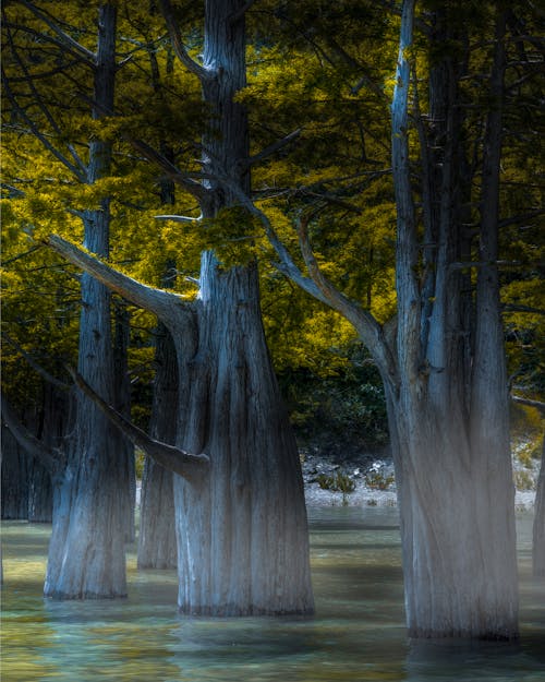 Free stock photo of болотные кипарисы, деревья в воде, деревья в тумане