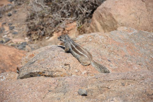  A Cute Squirrel on Brown Rock