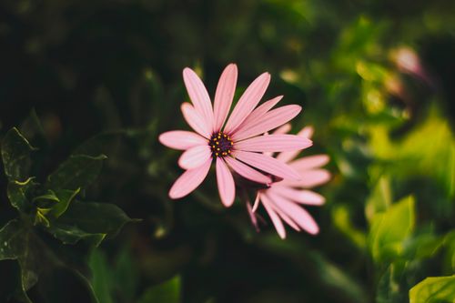 Free A vibrant pink daisy in sharp focus against a lush green background, symbolizing natural beauty. Stock Photo