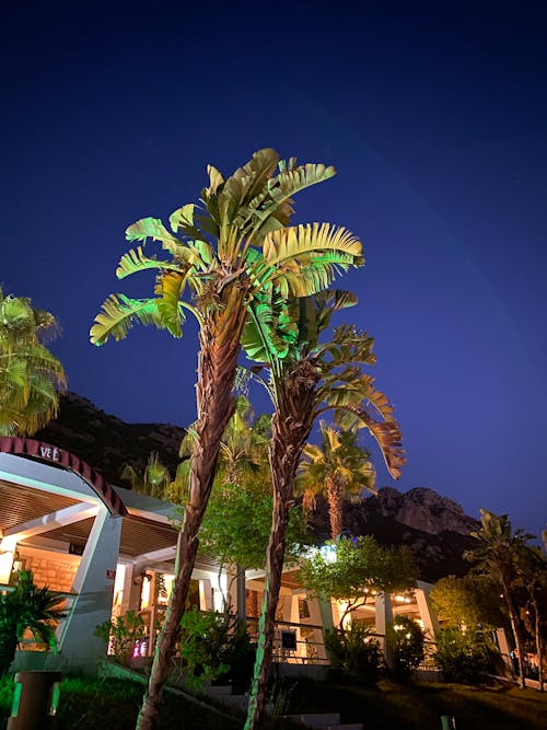Free stock photo of night, palm trees Stock Photo