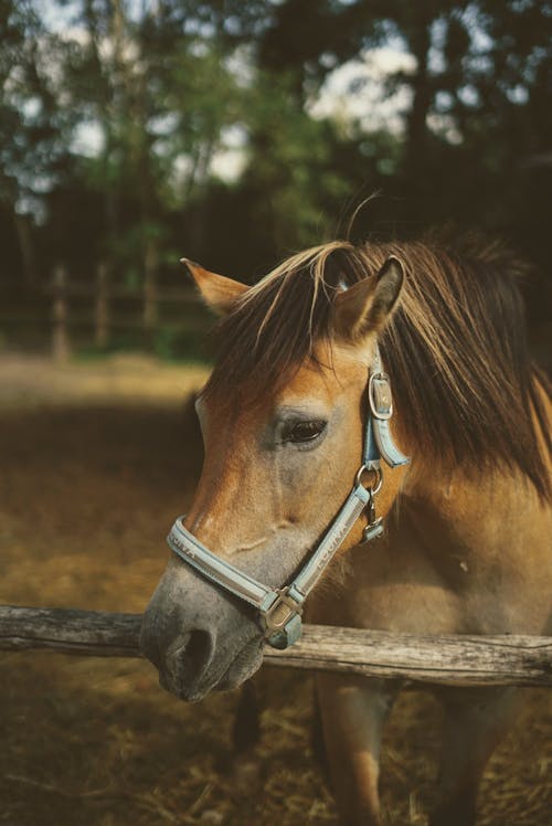 Gratis Fotos de stock gratuitas de animal domestico, caballo, cerca de madera Foto de stock