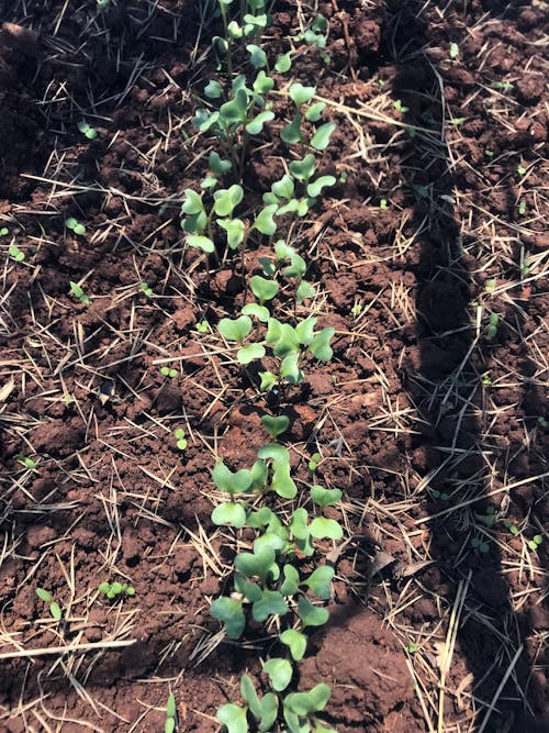 Free stock photo of cabbage seedlings Stock Photo