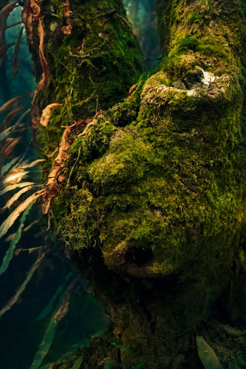 Brown and Green Mossy Tree Trunk