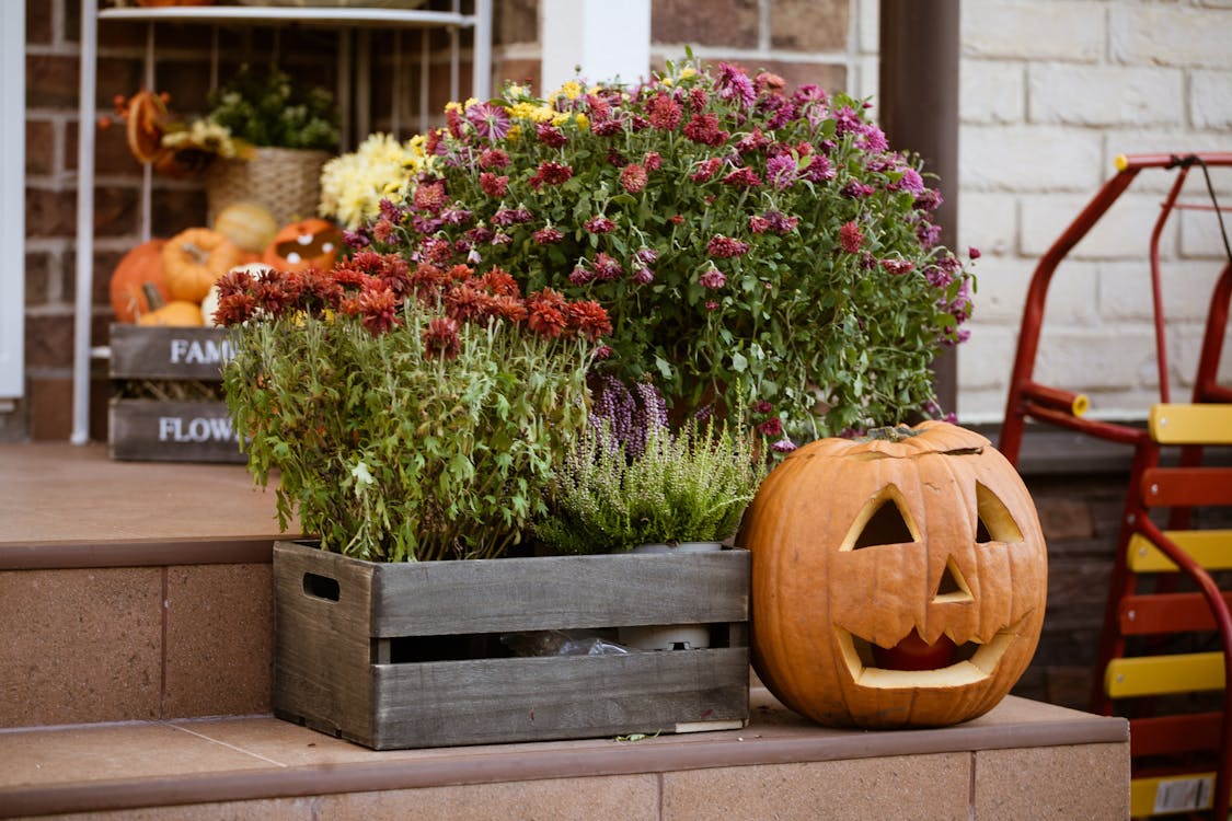 Free Halloween Pumpkin and Flowers Stock Photo