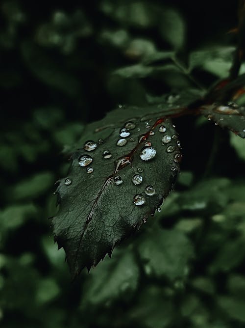 Foto profissional grátis de água, fechar-se, folha