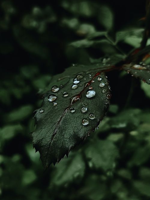 Free Close-up of a dew-covered leaf, showcasing nature's beauty in Belo Horizonte, Brazil. Stock Photo