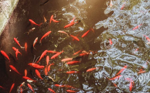 Free Koi Fishes in the Pond Stock Photo