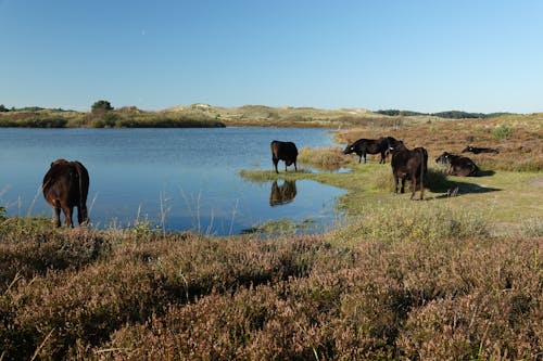 Photograph of Cows Near a Lake