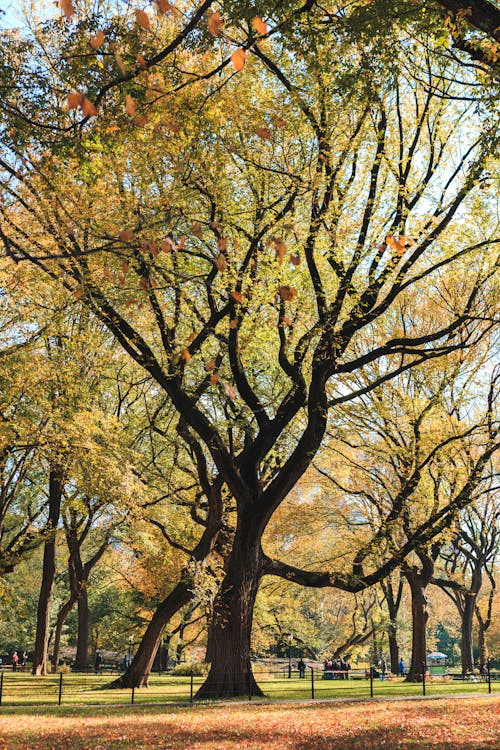 公園, 分支機構, 垂直拍攝 的 免費圖庫相片