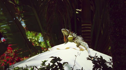 Free stock photo of iguana