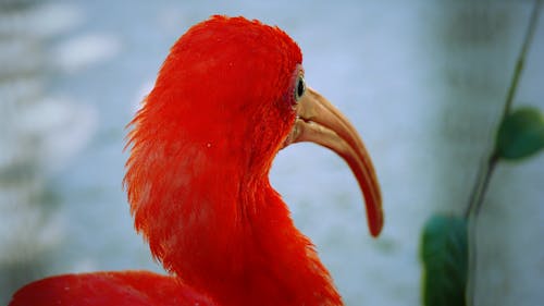 Free stock photo of bird redbird