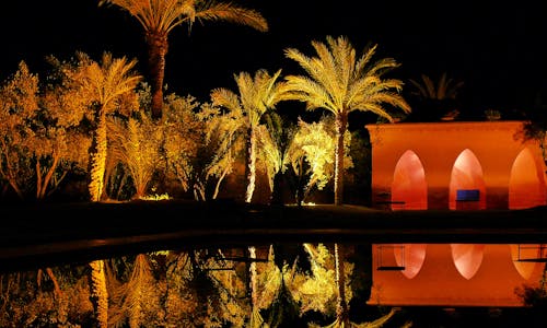 Free stock photo of reflection riad palm tree