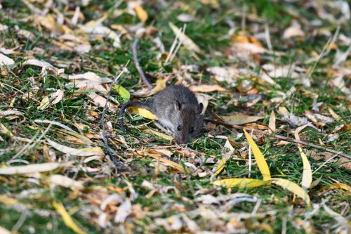 Free A small rat navigating through fallen autumn leaves on grass, showcasing natural rodent behavior. Stock Photo