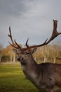 Brown Deer on Green Grass Field