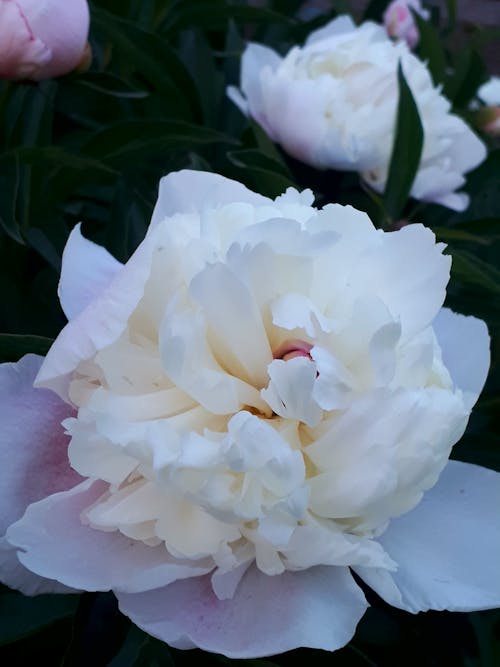 Foto stok gratis bunga putih, peony