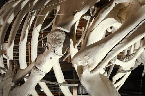 Close-up Photo of Skeletal Bones