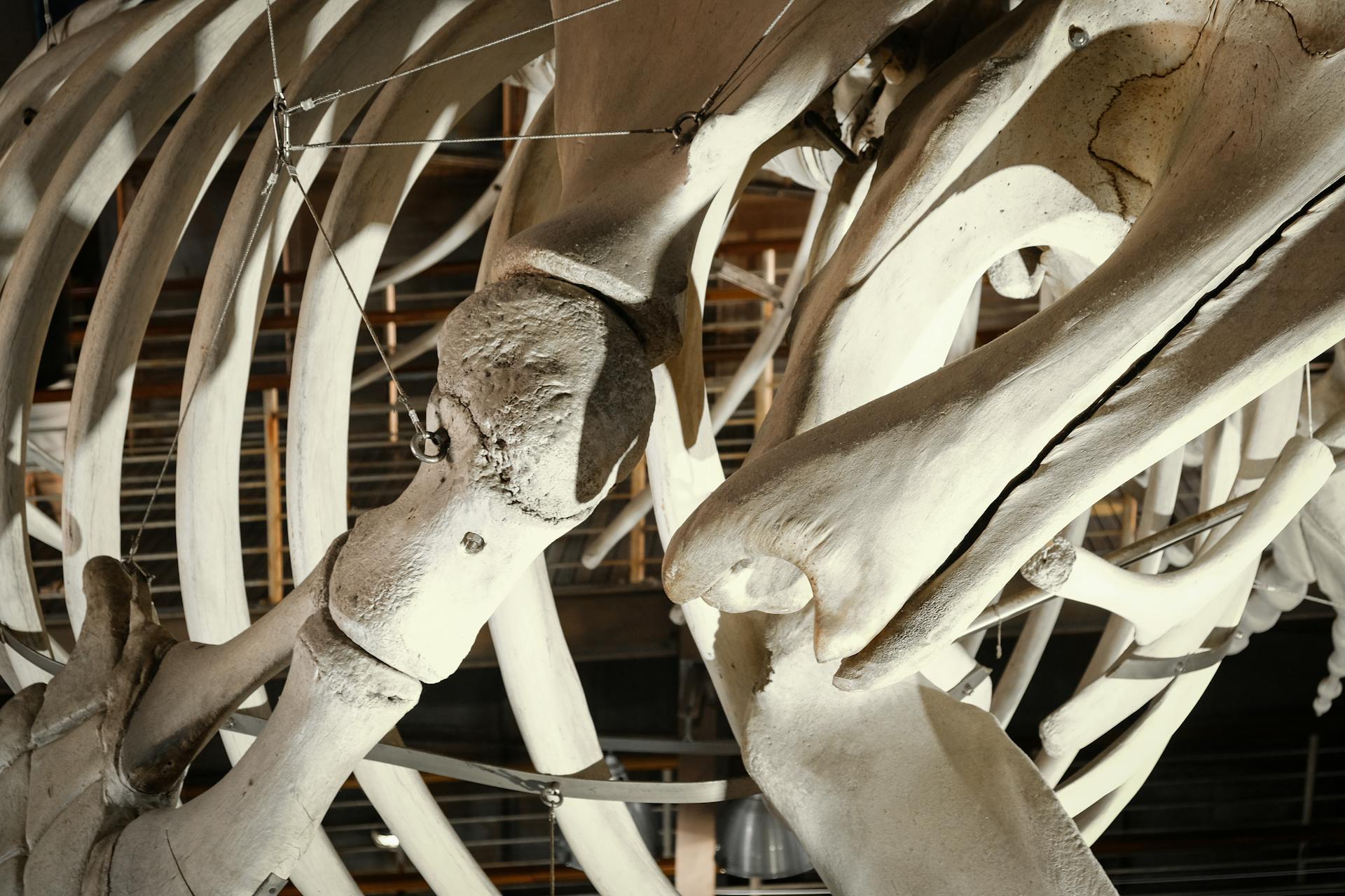 Close-up Photo of Skeletal Bones