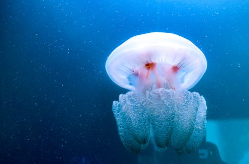 Close Up Shot of a Jelly Fish