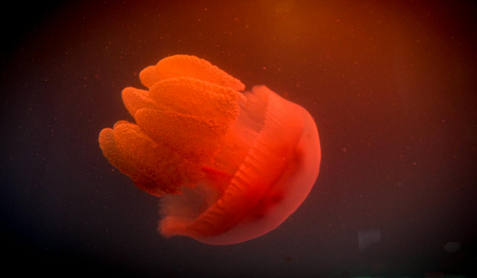 A Jellyfish Underwater