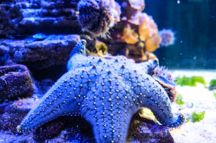 A Blue Starfish Underwater