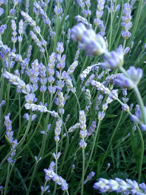 Foto stok gratis bunga-bunga, bunga-bunga indah, latar belakang lavender