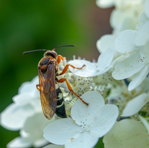 Gratis arkivbilde med antenne, bie, blomster Arkivbilde
