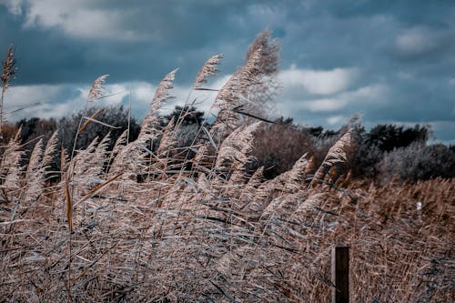 A Wind Blowing a Wheat Field