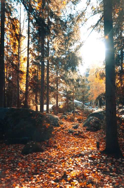 Free Tranquil autumn scene in a Finnish forest with sunlit foliage and scattered rocks. Stock Photo