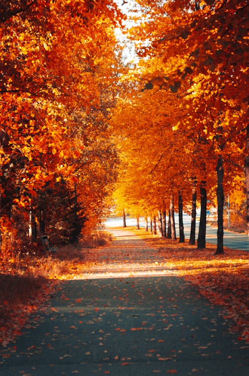 Autumn Trees Beside Gray Concrete Road