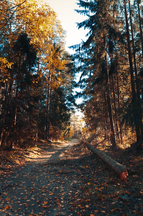 Bezpłatne Darmowe zdjęcie z galerii z drzewa, finlandia, jesień Zdjęcie z galerii