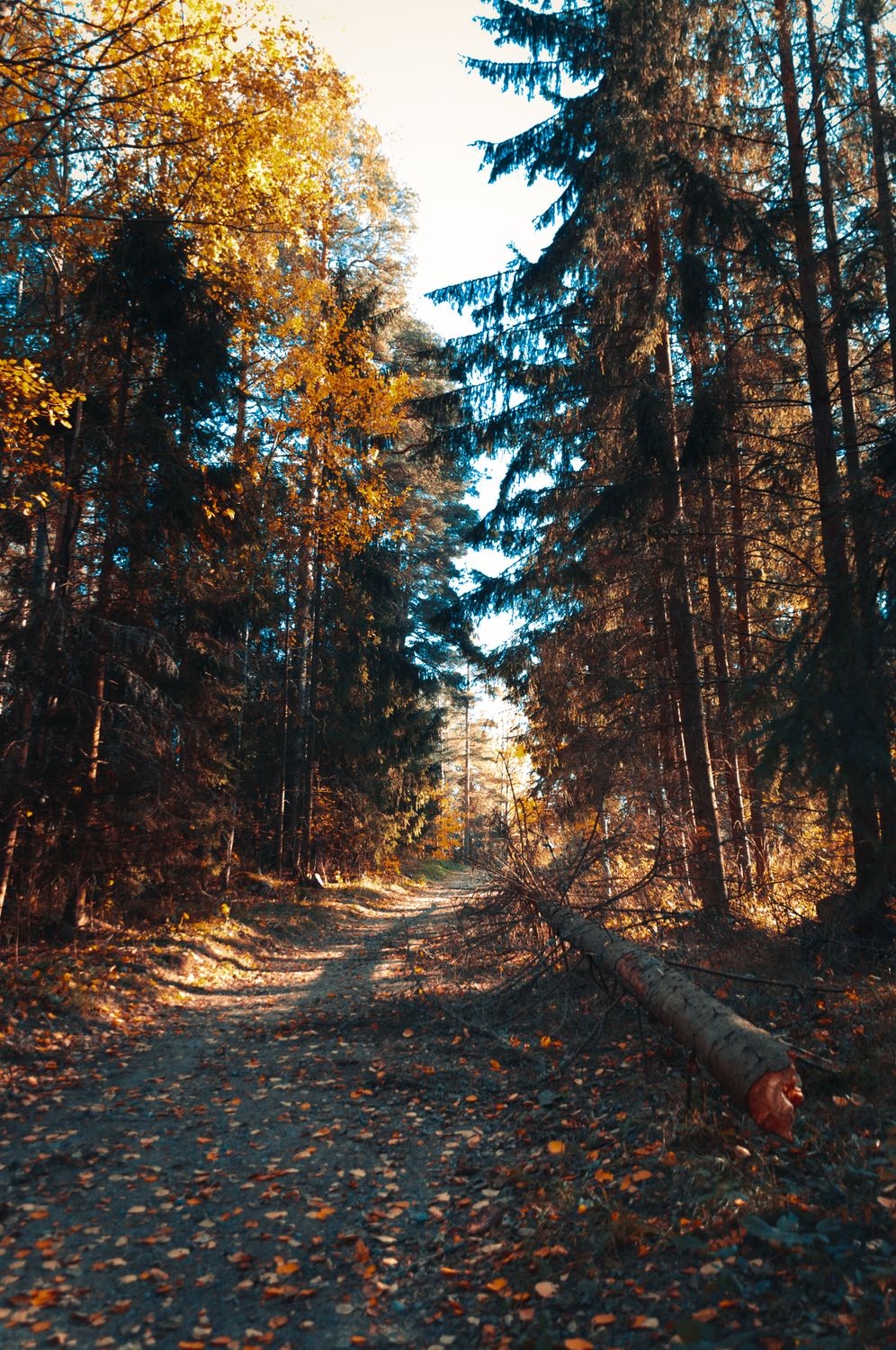 A Pathway with Trees · Free Stock Photo