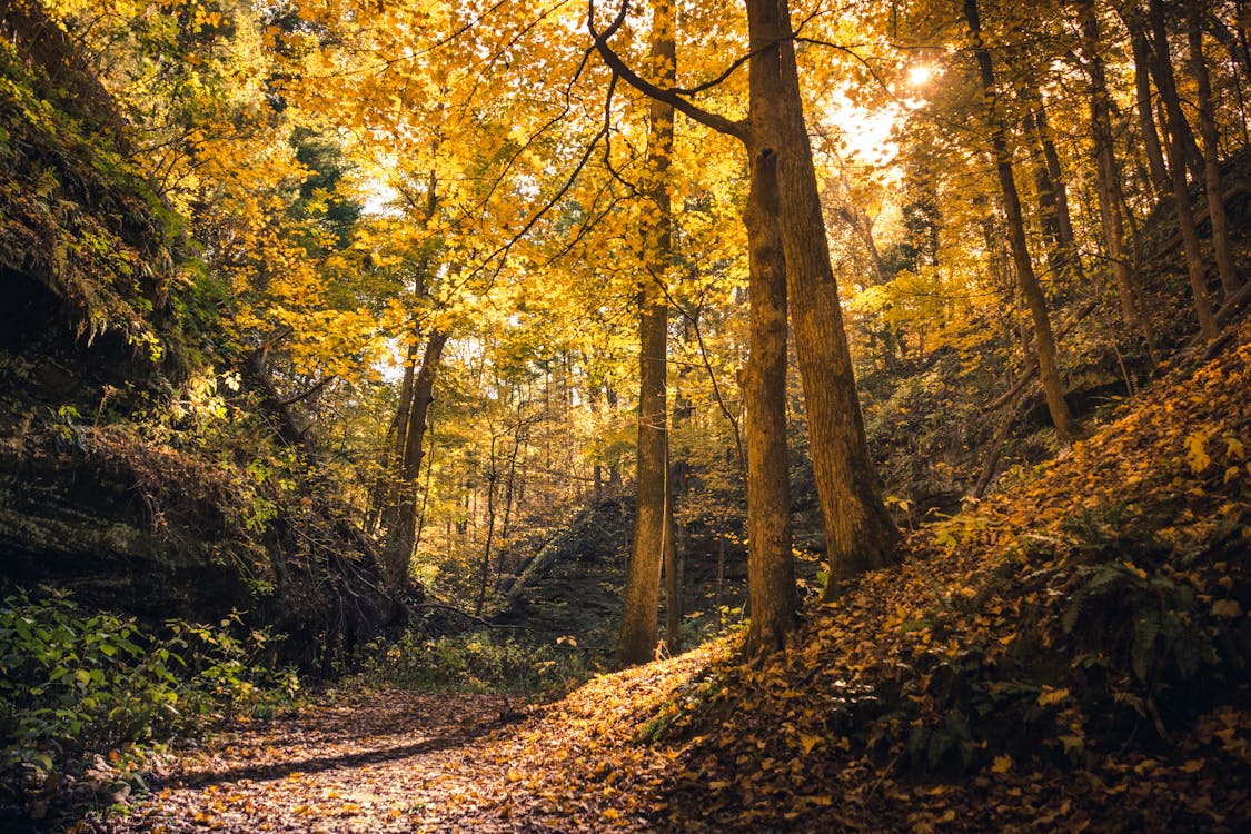 Photo of Path In-between Woods during Autumn · Free Stock Photo