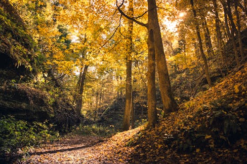 A Forest During Autumn 