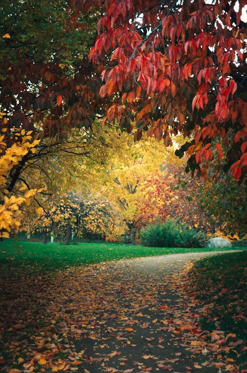Immagine gratuita di alberi, ambiente, autunno