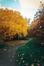 Green and Yellow Trees on Green Grass Field