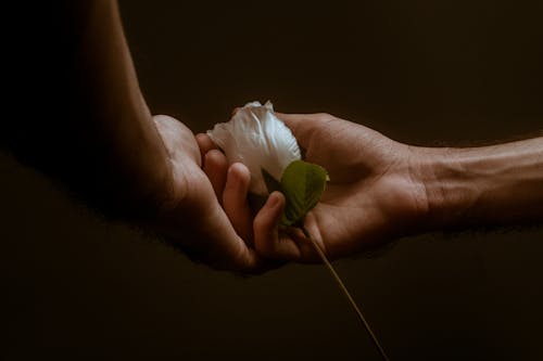 Free Person Holding White Rose Stock Photo