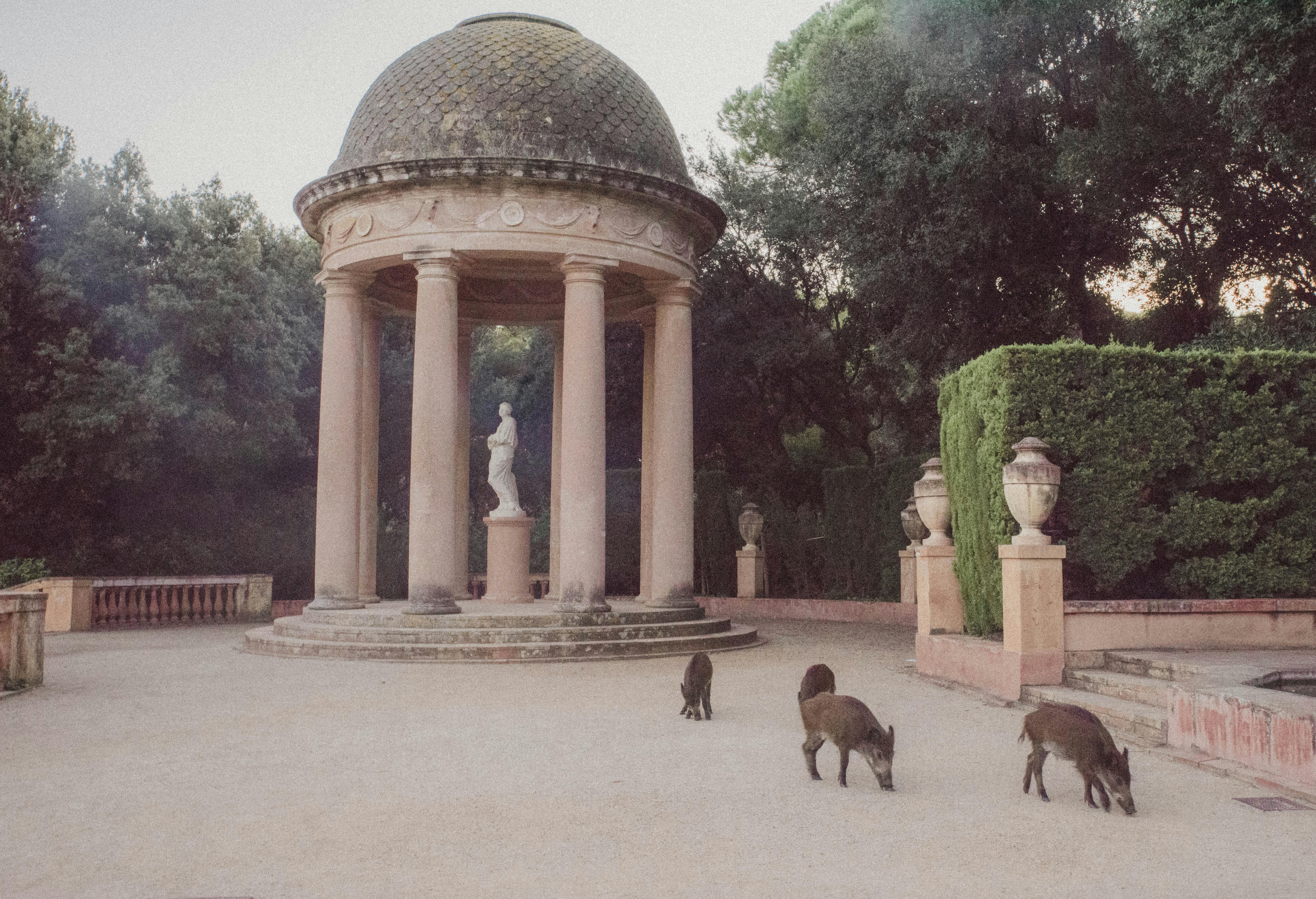 boars in garden