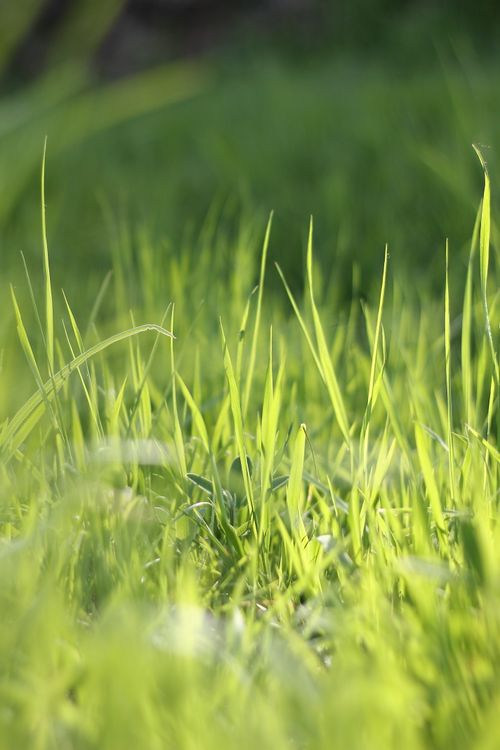 Free A vibrant close-up of green grass blades in sunlight with a soft focus effect. Stock Photo
