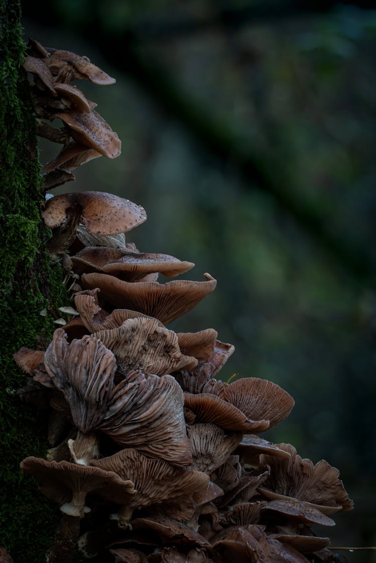 Mushrooms Growing On Tree